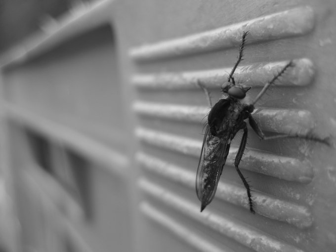 Mosca pousada numa grelha de ventilação, a preto e branco